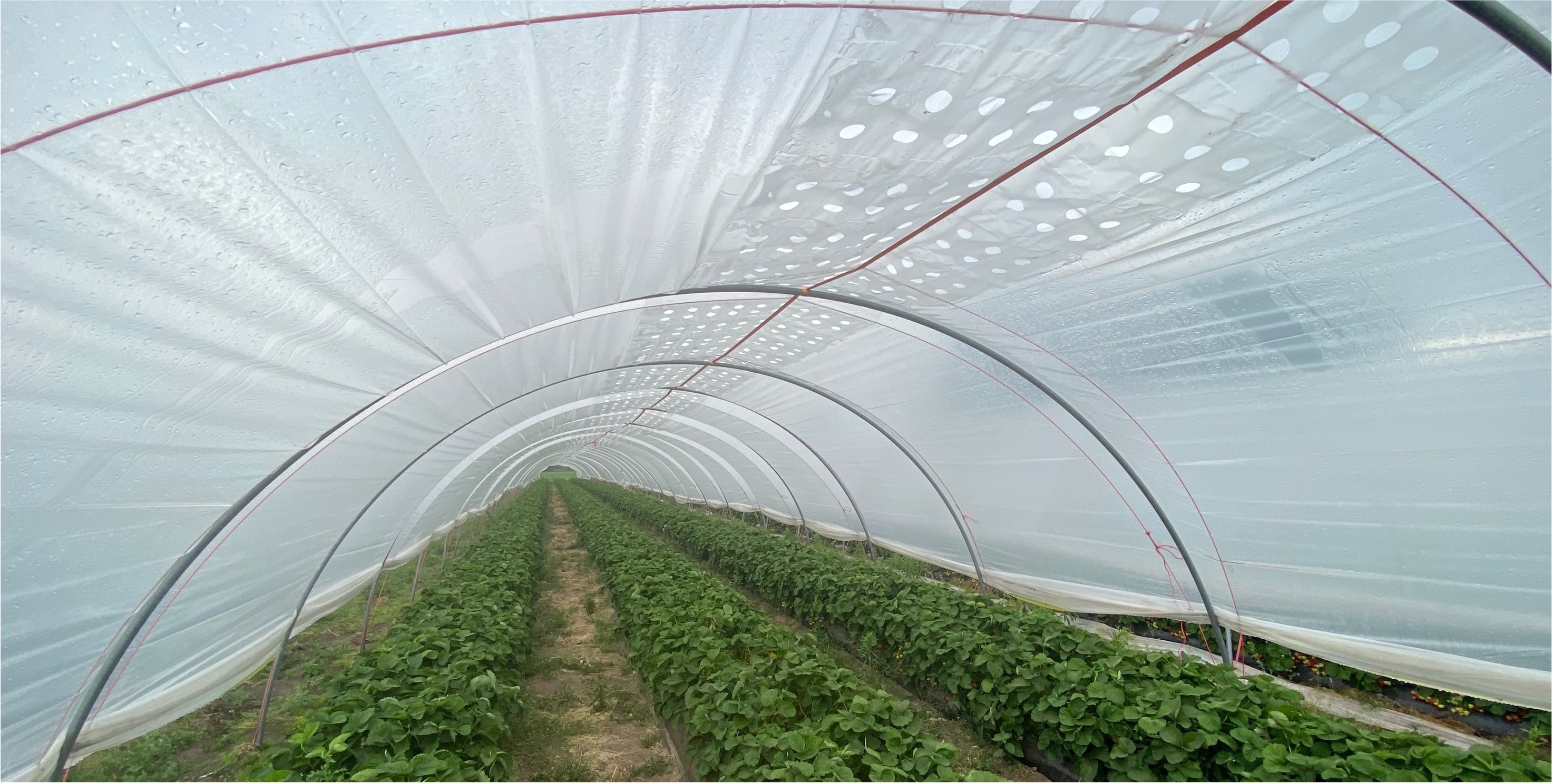 Inside a Vento tunnel with berry crop — Germany