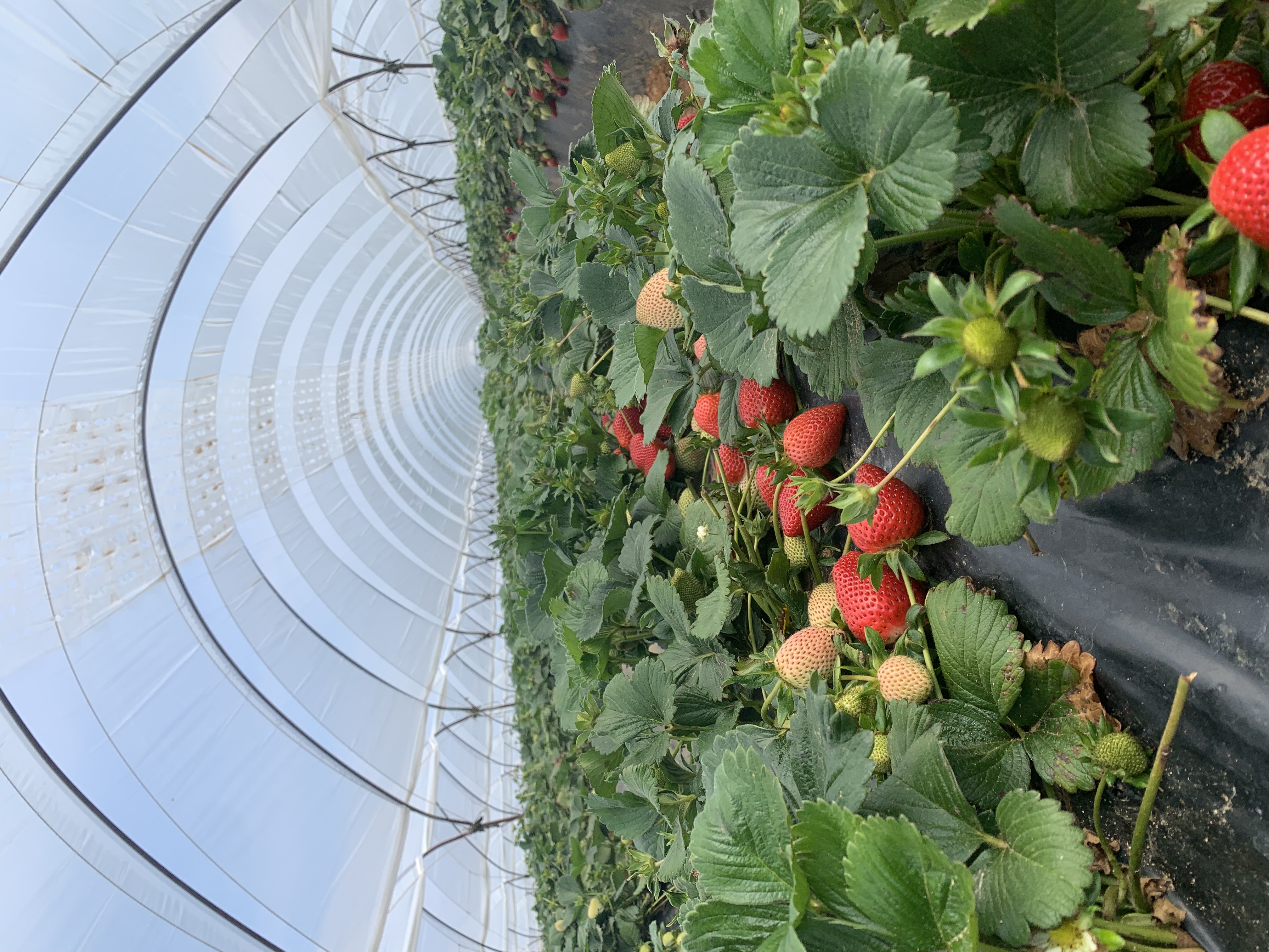Strawberry crop close-up inside Vento tunnel