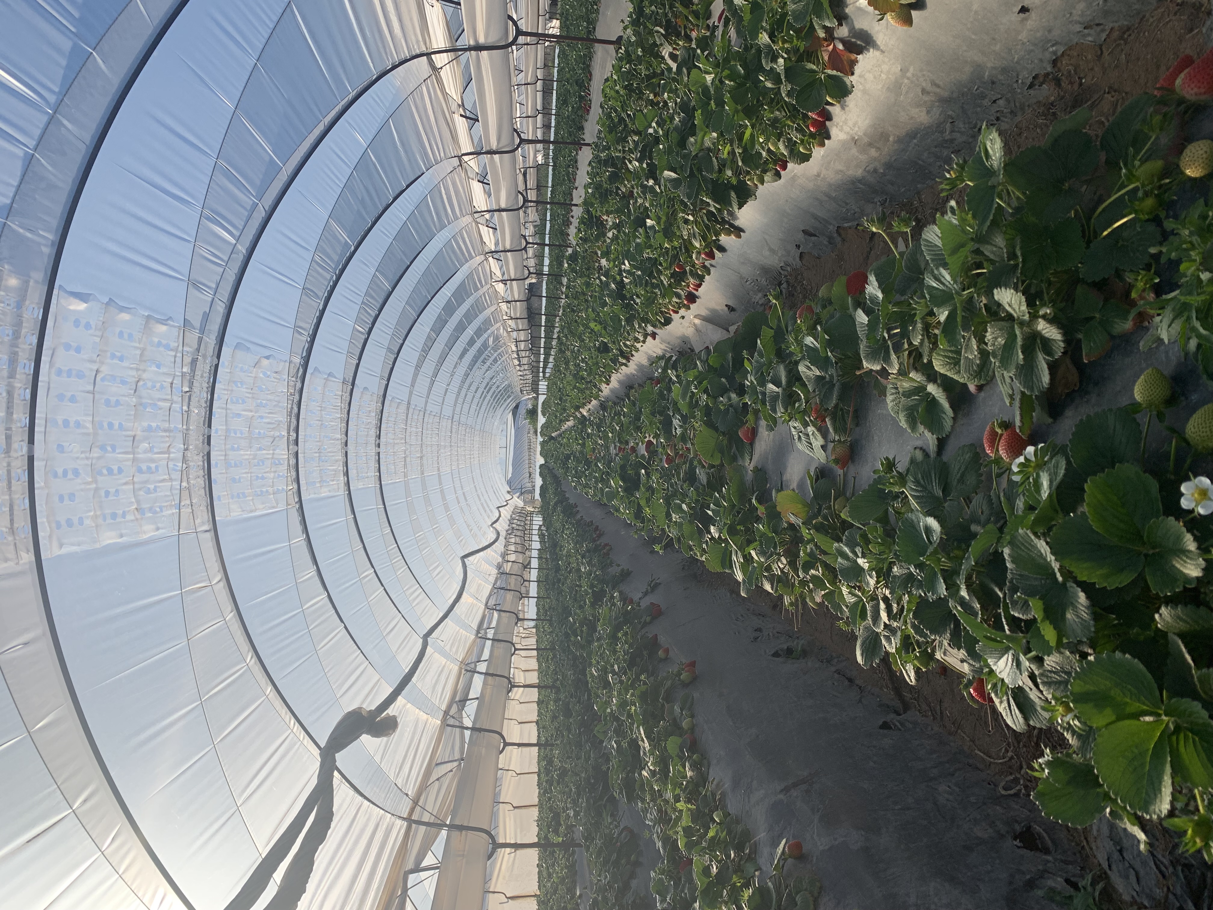 Strawberry rows inside Vento low tunnel