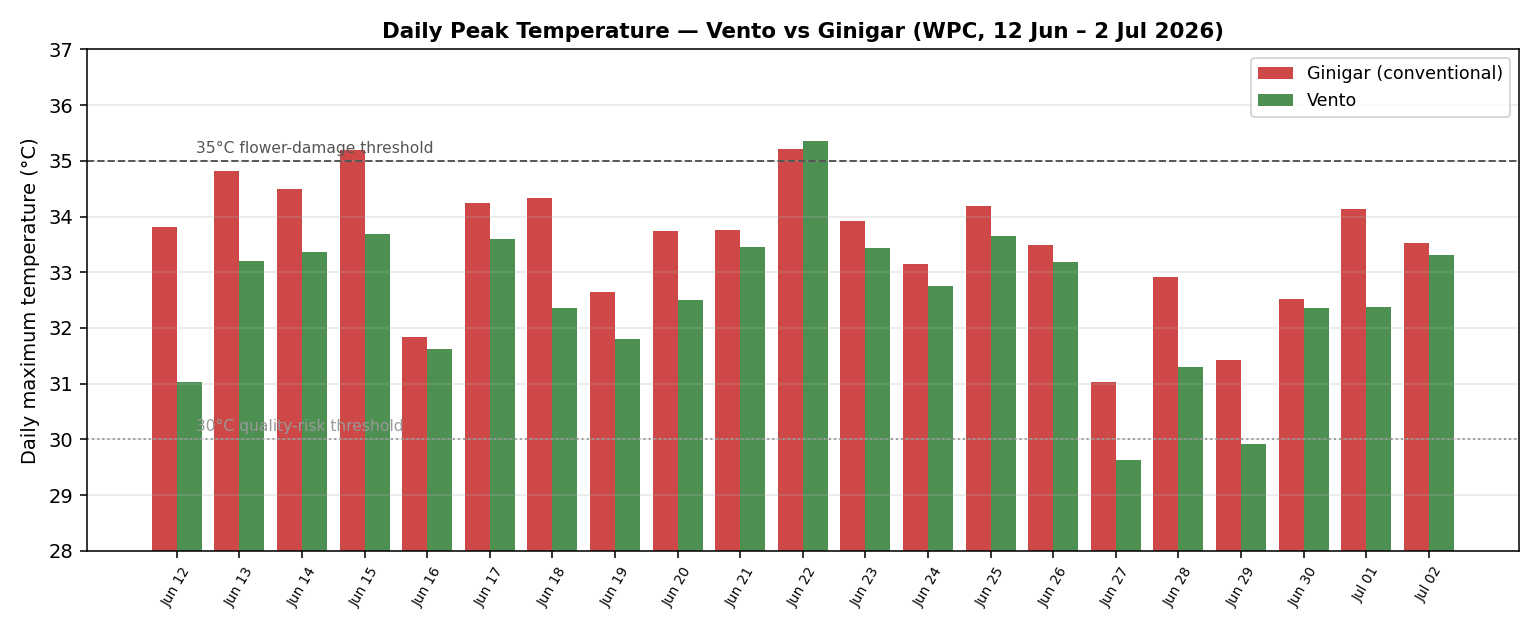 Chart of daily maximum tunnel temperature, Vento vs conventional film, over 21 summer days