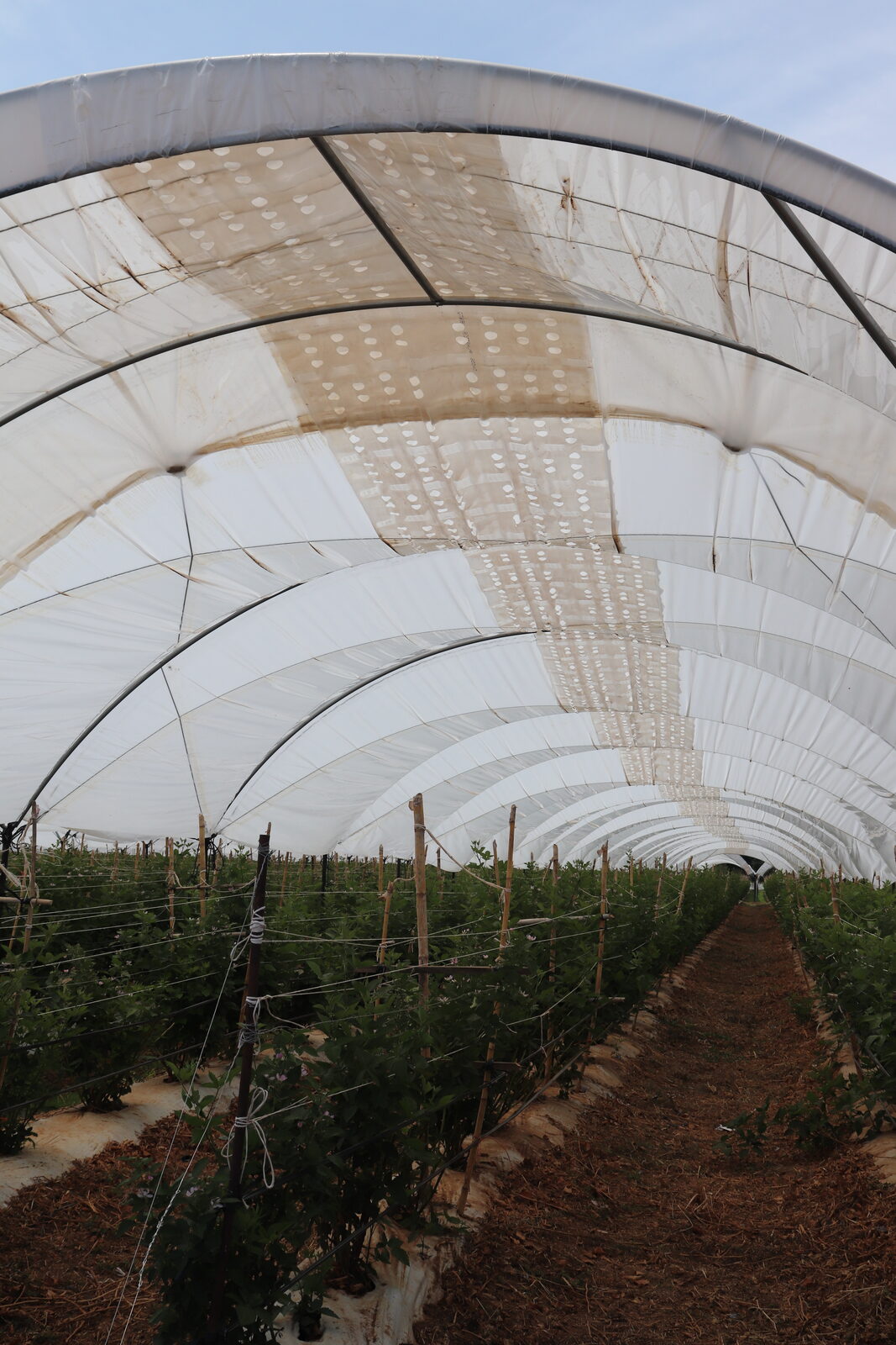 Vento tunnel film in action on berry crop
