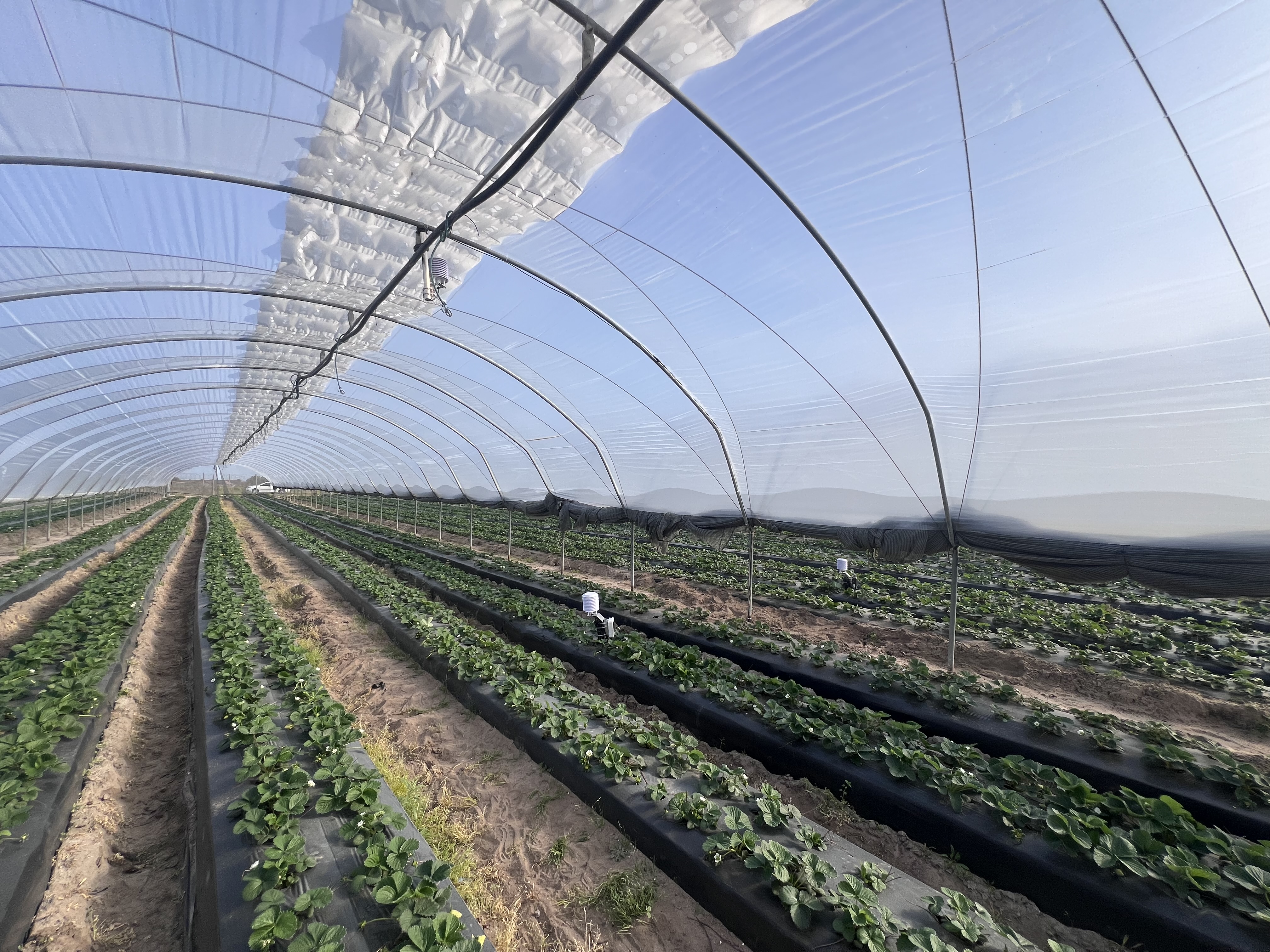 Inside Vento tunnel with strawberry crop and ventilation opening