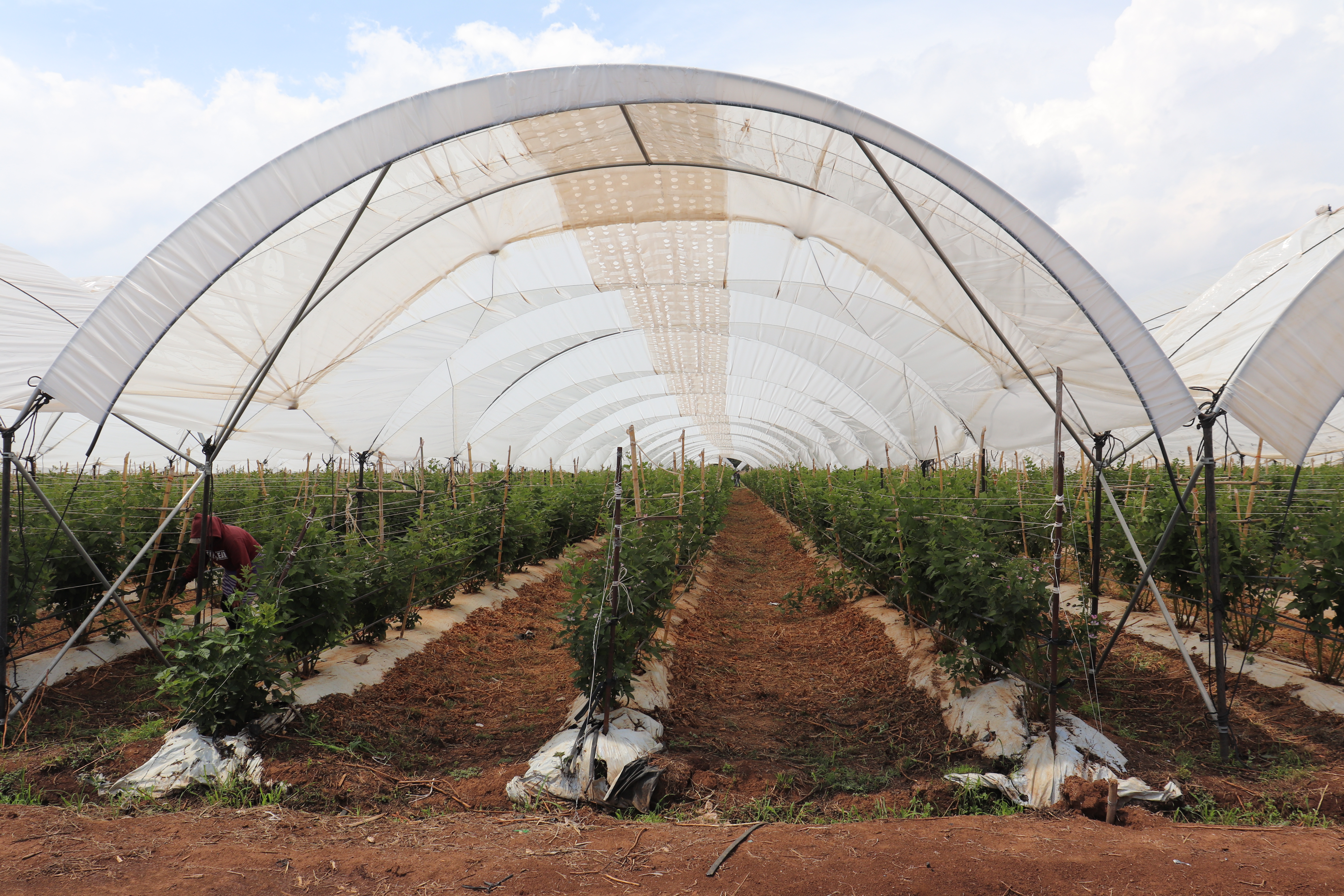 Workers inside a Vento tunnel with berry crop