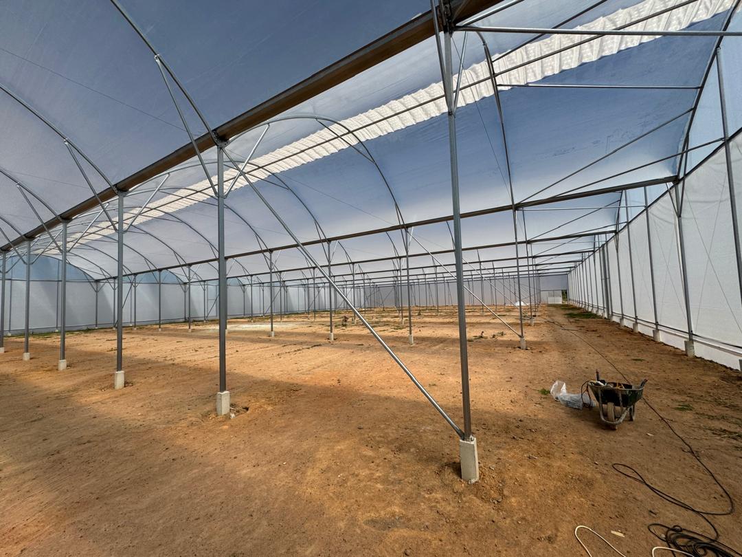 Crop inside Vento tunnel — Zimbabwe